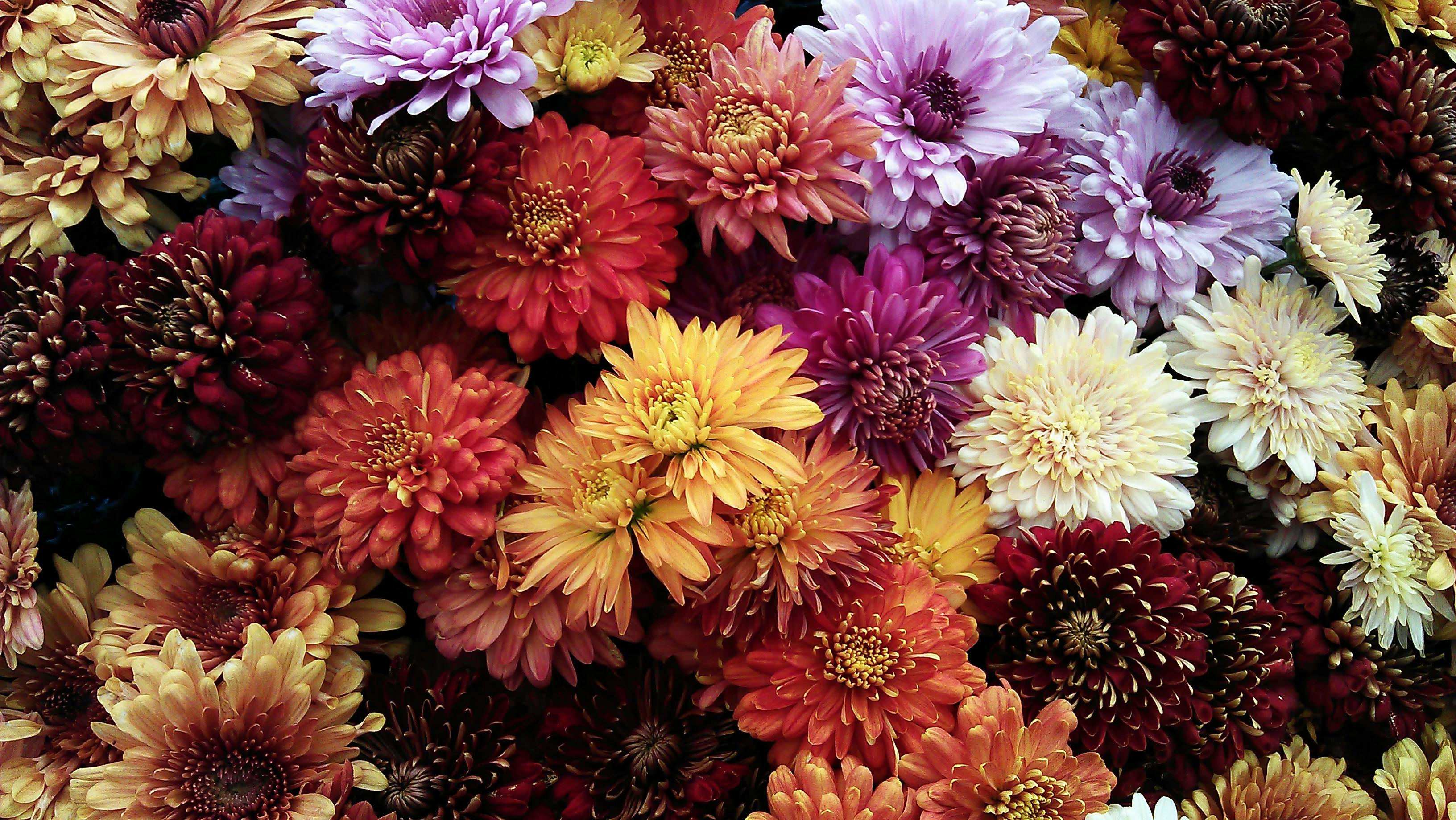 Echte bloemen die vergeleken worden met Zijden bloemen